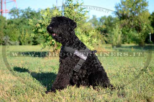 Pettorina in nylon da traino per Terrier nero russo